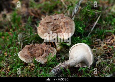 Sarcodon Imbricatus, allgemein bekannt als die Holzschindeln Igel oder schuppige Igel Stockfoto