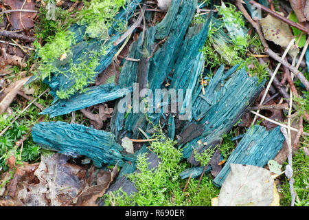 Grün, elfcup Chlorociboria aeruginascens, hat Flecken morschem Holz bläulich grün Stockfoto