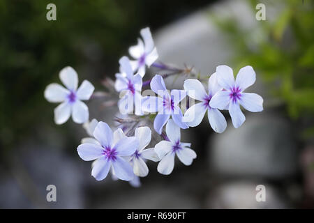 Phlox subulata, bekannt als kriechenden phlox Phlox, Moos, Moos rosa, oder Berg phlox Stockfoto