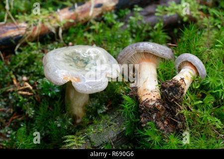 Lactarius fennoscandicus, bekannt als falscher Safran-Milchkappenpilz oder orangefarbener Milchkappenpilz, wilder essbarer Pilz aus Finlan Stockfoto