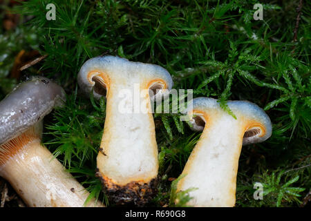 Lactarius fennoscandicus, bekannt als falscher Safran-Milchkappenpilz oder orangefarbener Milchkappenpilz, wilder essbarer Pilz aus Finlan Stockfoto