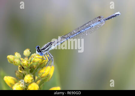 Die weiß-legged damselfly oder Blau, Platycnemis pennipes featherleg Stockfoto