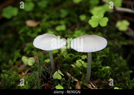 Weiße Form der Flieder Motorhaube, Mycena Pura Stockfoto