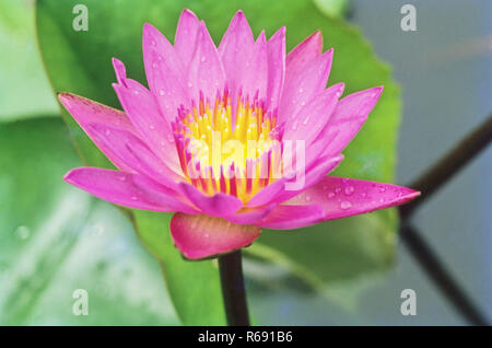 Lotus, Nelumbo nucifera, indischer Lotus, heiliger Lotus, indische Bohne, ägyptische Bohne, Indien, Asien Stockfoto