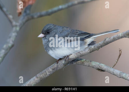 Dark-eyed Junco (Junco Hyemalis) auf einem Zweig im späten Herbst - Ontario, Kanada gehockt Stockfoto