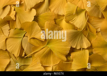 Gelbe Ginkgo Biloba Blätter full frame Nahaufnahme Stockfoto