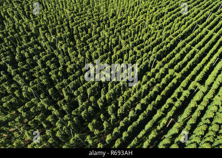 Hop Feld von Oben Stockfoto