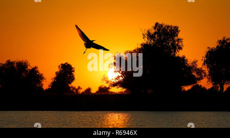 Silhouette, fliegende Reiher auf dem Hintergrund einer Sonnenuntergang Stockfoto