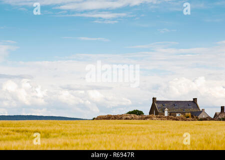 Landwirtschaftliche Gebäude hinter einem Feld von Gerste über findlater Castle an der Küste von Moray Firth in Aberdeenshire Scotland Stockfoto