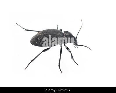 Die großen schwarzen lederartigen Carabus coriaceus ground Beetle auf weißem Hintergrund Stockfoto