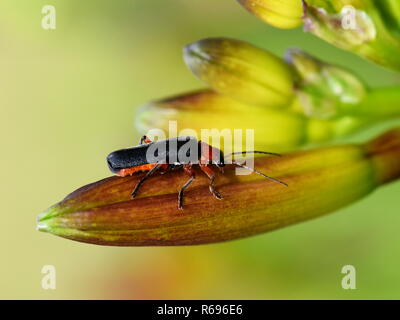 Soldat Käfer der Gattung Cantharis sitzen auf einem Knospe Stockfoto