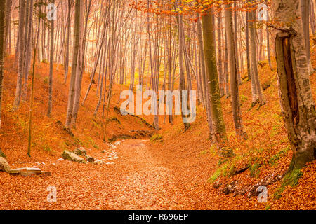 Wald im Herbst in Rasnov, Rumänien Stockfoto