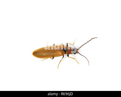 Klicken Sie auf die kleine braune Käfer Denticollis linearis auf weißem bakground Stockfoto