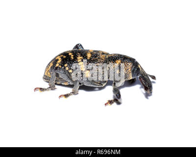Hylobius abietis große Kiefer Rüsselkäfer auf weißem Hintergrund Stockfoto