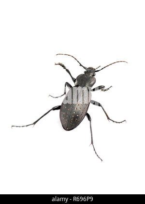 Die große Masse Käfer Carabus hortensis auf weißem Hintergrund Stockfoto