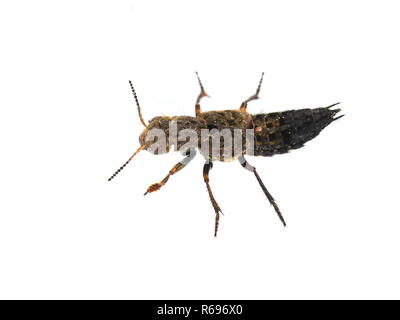 Die großen Rove Beetle Ontholestes tessellatus auf weißem Hintergrund Stockfoto