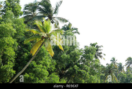 Coconut Tree Querformat Stockfoto