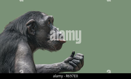 Portrait von Neugierig fragte sich Schimpansen an glatten einheitlichen Hintergrund, extreme Nahaufnahme, Details, Einfügen von Leerzeichen Stockfoto