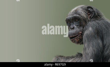 Portrait von Neugierig fragte sich Schimpansen an glatten Farbverlauf Hintergrund, extreme Nahaufnahme, Details, Einfügen von Leerzeichen Stockfoto