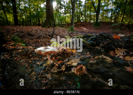 Beetrooted grossen weissen Pilz auf einem toten Baumstumpf in einem Wald mit Ständer, phrase Licht. Stockfoto