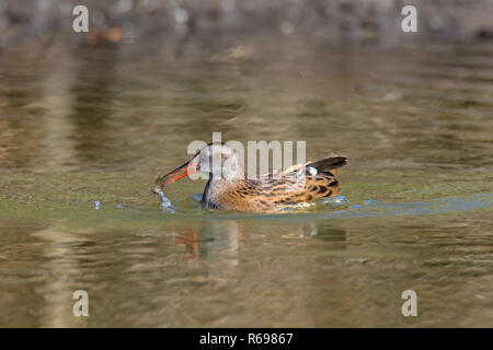 Wasserralle (Rallus Aquaticus) im flachen Wasser mit Fisch Beute im Schnabel in Feuchtgebieten/Marsh/Marschland Stockfoto