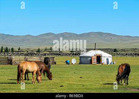 Mongolische Pferde Garzing in der Nähe einer Jurte, Ger, Orkhon Tal, Mongolei Stockfoto