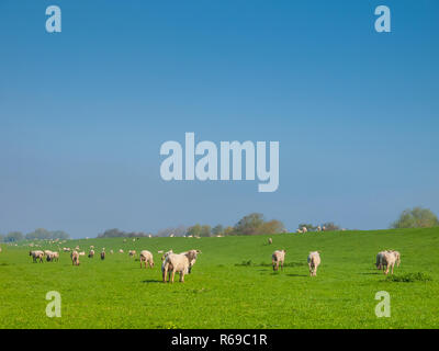 Schafe auf dem Deich entlang der Elbe, In der Haseldorfer Marsch, Schleswig Holstein, Deutschland, Europa Stockfoto