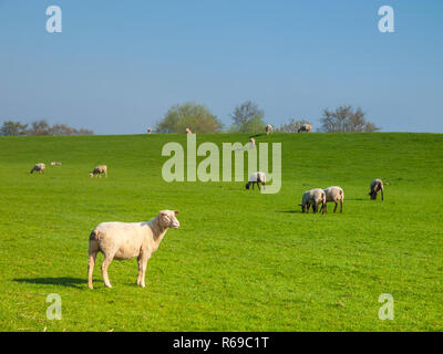 Schafe auf dem Deich entlang der Elbe, In der Haseldorfer Marsch, Schleswig Holstein, Deutschland, Europa Stockfoto