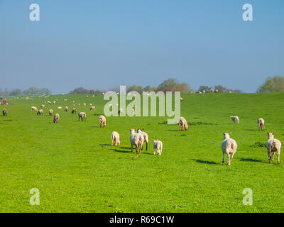 Schafe auf dem Deich entlang der Elbe, In der Haseldorfer Marsch, Schleswig Holstein, Deutschland, Europa Stockfoto