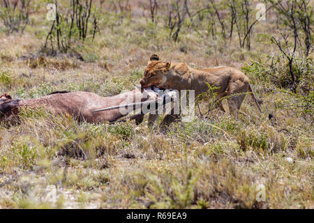 Löwe mit getötet Antilopen, Etosha National Park, Namibia Stockfoto