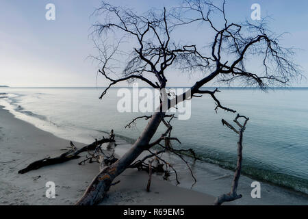 Ostsee Küste in der Nähe von Ahrenshoop in Deutschland Stockfoto