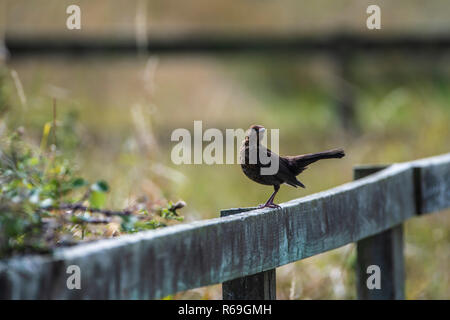 Juvenile Blackbird posieren auf einem Holzzaun. Stockfoto