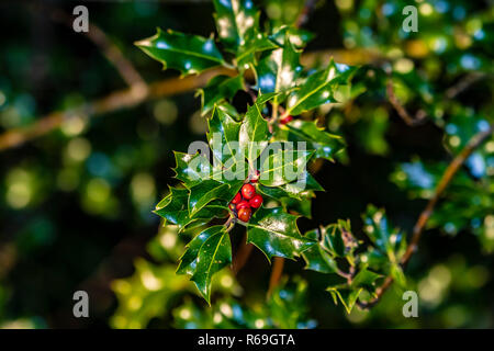 Gemeinsame Holly mit roten Beeren im Winter Stockfoto