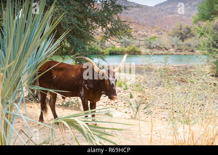 Ochsen mit langen Hörner unter einem Baum am Kunene Fluss in Namibia Stockfoto