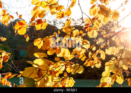 Beleuchtetes Bild der Sonne leuchtenden goldenen Herbst Blätter auf einer Buche Stockfoto