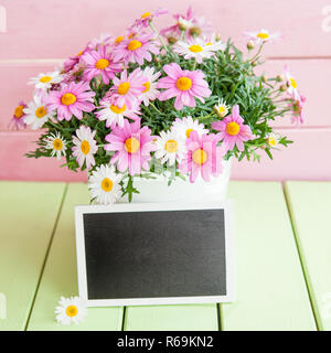Rosa Gänseblümchen Stockfoto