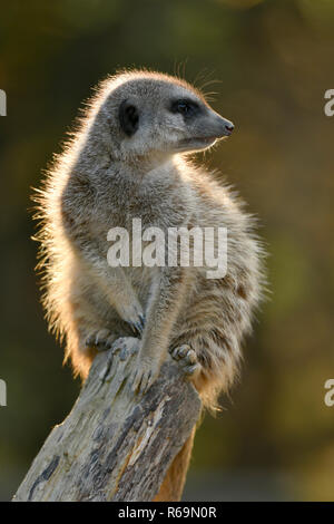 Erdmännchen (Suricata suricatta), sitzen auf einem Ast gegen das Licht, Captive, Deutschland Stockfoto