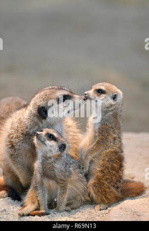 Erdmännchen (Suricata suricatta), junge Tiere, 9 Wochen, mit Mutter Tier, Gruppe, Captive, Deutschland Stockfoto