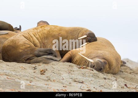 Zwei natürliche Walrosse (odobenus rosmarus) Schlafen in Harmonie, Sandstrand Stockfoto