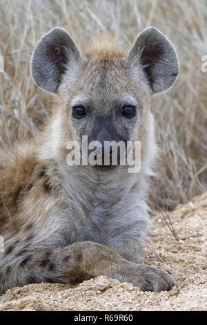 Tüpfelhyäne (Crocuta crocuta), Cub, liegen am Rand der Piste, Krüger Nationalpark, Südafrika Stockfoto