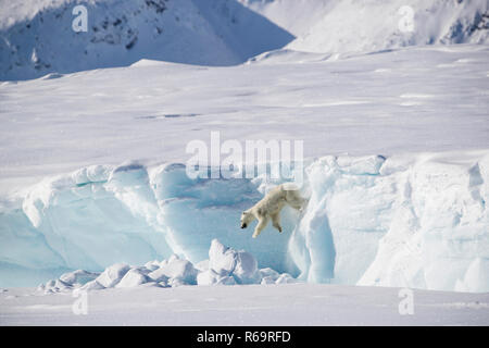 Nach weiblichen Eisbären (Ursus maritimus) springt von einem Eisberg, unorganisierten Baffin, Baffin Island, Nunavut, Kanada Stockfoto