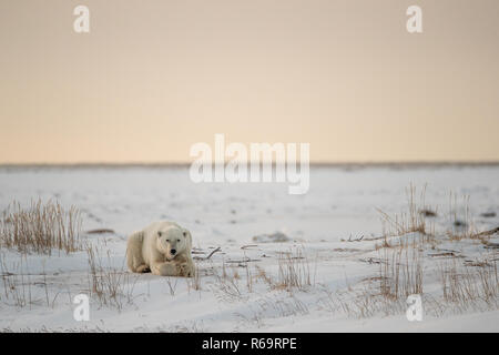 Eisbär (Ursus maritimus), jungen männlichen Am späten Nachmittag Sonne ruht, westlich der Hudson Bay Churchill, Manitoba, Kanada Stockfoto