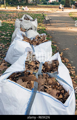 Blätter im Herbst in Tüten warten auf Sammlung und Kompostierung, Russell Square Bloomsbury London England Großbritannien UK Stockfoto