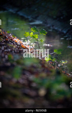 Szenen in "Waterloopbos" in der Nähe von Marknesse in Holland mit stimmungsvollen Landschaft während einer frühen Herbstmorgen im September Stockfoto