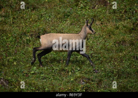 Alpine GEMSE (RUPICAPRA rupicapra) in der Wildnis im Nationalpark Berchtesgaden, Bayern, Deutschland Stockfoto