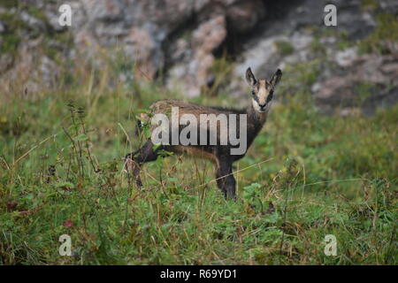 Alpine GEMSE (RUPICAPRA rupicapra) Kind in der Wildnis im Nationalpark Berchtesgaden, Bayern, Deutschland Stockfoto