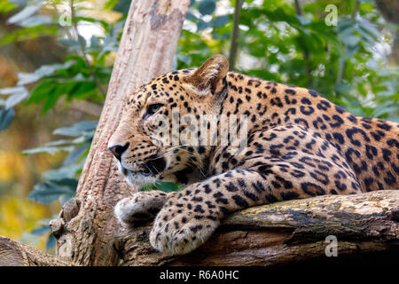 Sri Lanka Leopard Panthera pardus kotiya Stockfoto