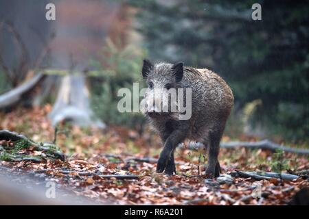 Wildschweine im Herbst | Verwendung weltweit Stockfoto