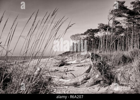 West Beach von Darss Insel, Deutschland Stockfoto