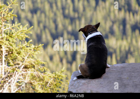 Hund sitzt auf Felsen vor dem Hintergrund der unglaublichen Berglandschaft Stockfoto